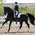 Meredith M. and Grand Glissando Franktown, Colorado