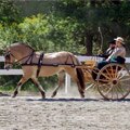 Dawn R. and Jerry L.Livingston Manor Arabians Spotsylvania, VA