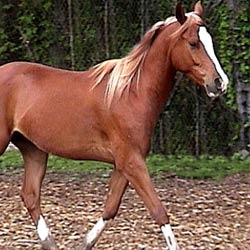 Kellie P and Star Cruiser