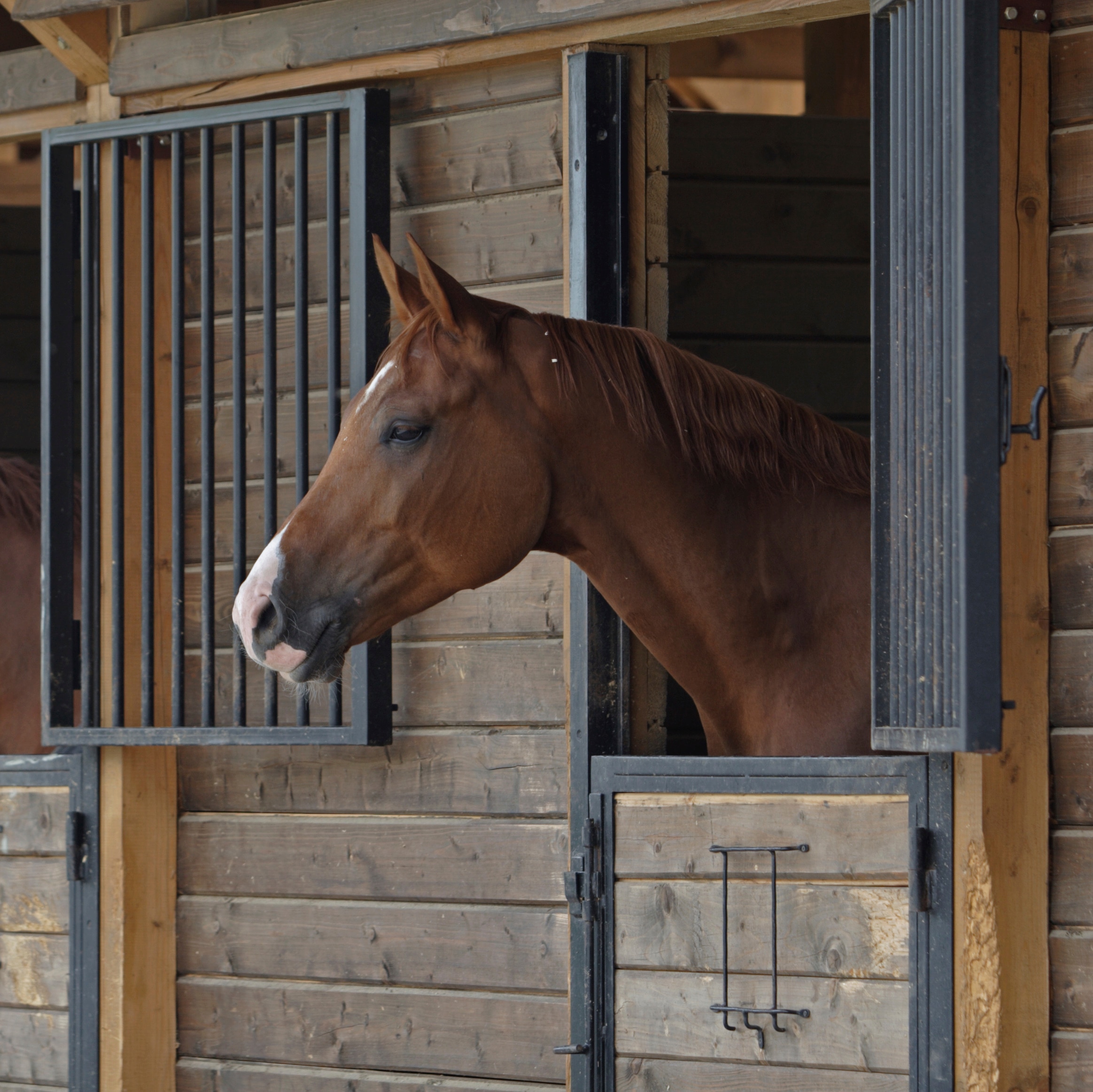 weaving-in-horses-smartpak-equine-health-library